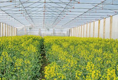 主要經(jīng)營(yíng)油菜與水稻種子，油菜品種有常油雜61，常油雜69，常油雜72號(hào)